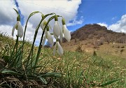 51 Bucanevi (Galanthus nivalis) per il Monte Zucco